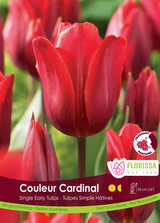 PRE-ORDER Tulip | Coleur Cardinal