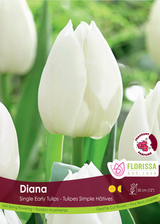 PRE-ORDER Tulip | Diana