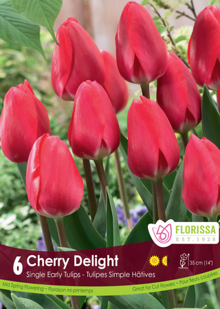 PRE-ORDER Tulip | Cherry Delight