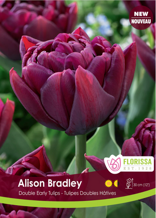 PRE-ORDER Tulip Double Early | Alison Bradley