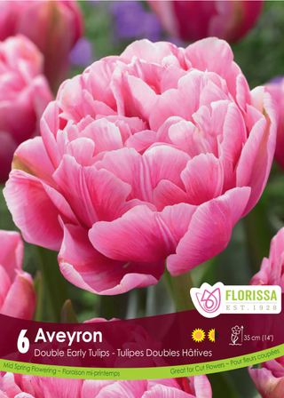 PRE-ORDER Tulip Double Early | Aveyron NEW