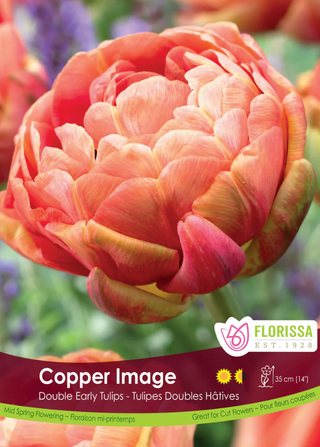 PRE-ORDER Tulip Double Early | Copper Image