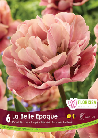 PRE-ORDER Tulip Double Early | La Belle Epoque NEW