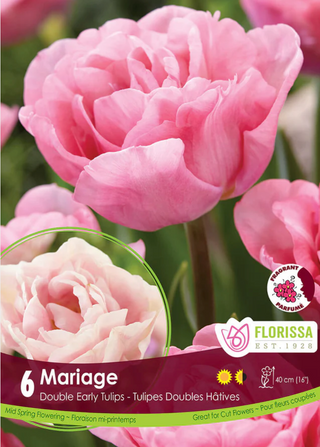 PRE-ORDER Tulip Double Early | Mariage NEW