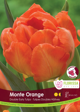 PRE-ORDER Tulip Double Early | Monte Orange