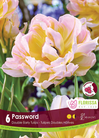 PRE-ORDER Tulip Double Early | Password NEW