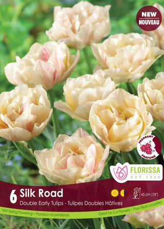 PRE-ORDER Tulip Double Early | Silk Road