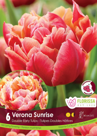 PRE-ORDER Tulip Double Early | Verona Sunrise NEW