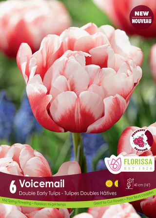 PRE-ORDER Tulip Double Early | Voicemail
