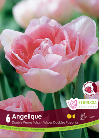 PRE-ORDER Tulip Double Late | Angelique