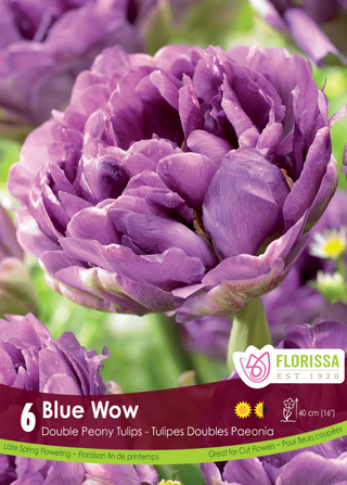 PRE-ORDER Tulip Double Late | Blue Wow