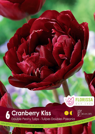 PRE-ORDER Tulip Double Late | Cranberry Kiss