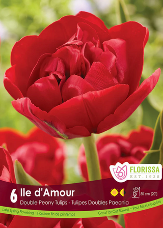 PRE-ORDER Tulip Double Late | Ile D'Amour NEW