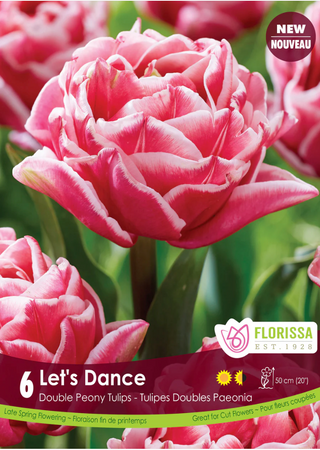 PRE-ORDER Tulip Double Late | Let's Dance