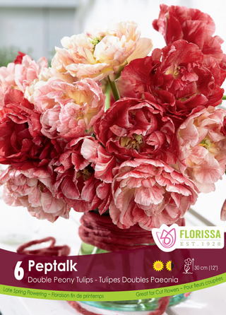 PRE-ORDER Tulip Double Late | Pep Talk