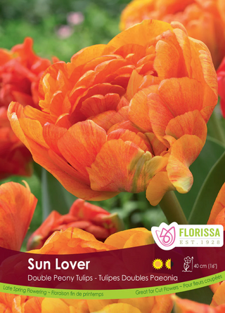 PRE-ORDER Tulip Double Late | Sun Lover