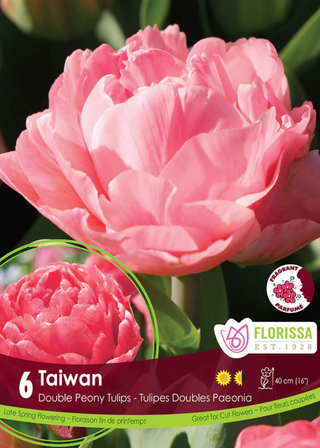 PRE-ORDER Tulip Double Late | Taiwan NEW