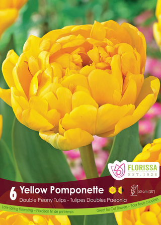 PRE-ORDER Tulip Double Late | Yellow Pomponette