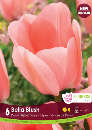 PRE-ORDER Tulip Darwin Hybrid | Bella Blush