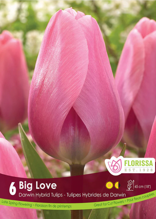 PRE-ORDER Tulip Darwin Hybrid | Big Love NEW