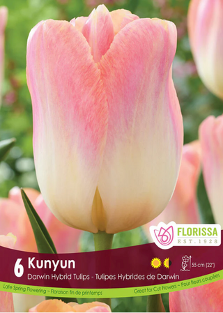 PRE-ORDER Tulip Darwin Hybrid | Kunyun NEW