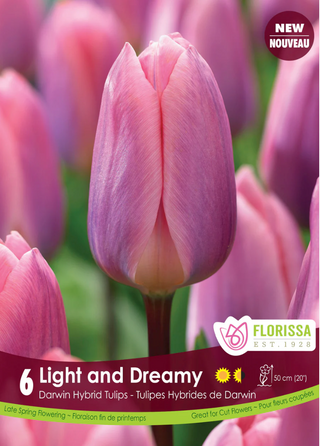 PRE-ORDER Tulip Darwin Hybrid | Light and Dreamy