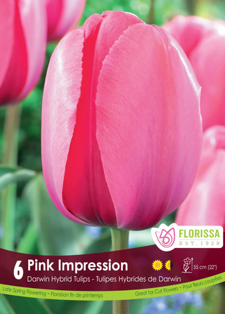 PRE-ORDER Tulip Darwin Hybrid | Pink Impression