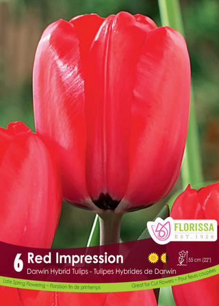 PRE-ORDER Tulip Darwin Hybrid | Red Impression