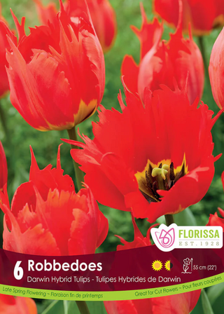 PRE-ORDER Tulip Darwin Hybrid | Robbedoes NEW