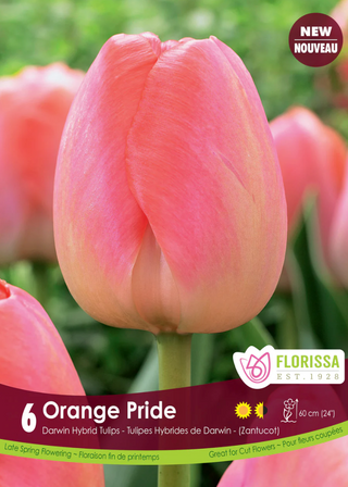 PRE-ORDER Tulip Darwin Hybrid | Orange Pride