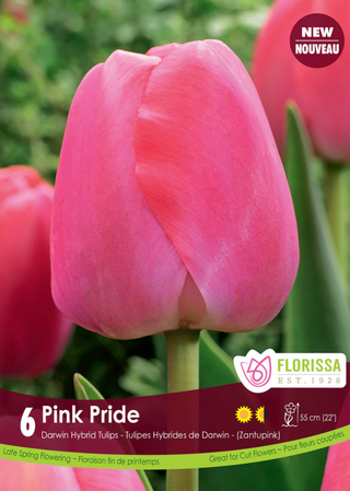PRE-ORDER Tulip Darwin Hybrid | Pink Pride