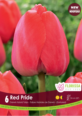 PRE-ORDER Tulip Darwin Hybrid | Red Pride