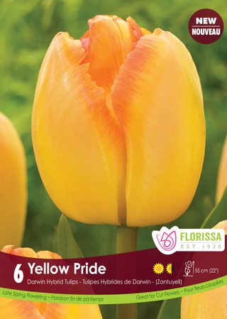 PRE-ORDER Tulip Darwin Hybrid | Yellow Pride