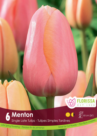 PRE-ORDER Tulip Darwin Late Single | Menton