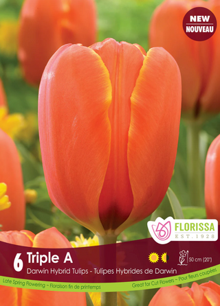PRE-ORDER Tulip Darwin Late Single | Triple A