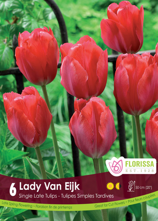 PRE-ORDER Tulip Darwin Hybrid | Lady Van Eijk