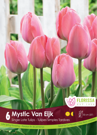 PRE-ORDER Tulip Darwin Hybrid | Mystic Van Eijk