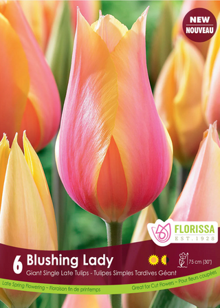 PRE-ORDER Tulip Single Late | Blushing Lady