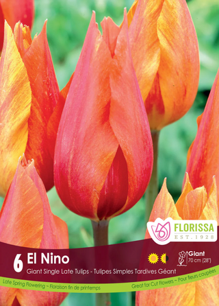PRE-ORDER Tulip Single Late | El Nino