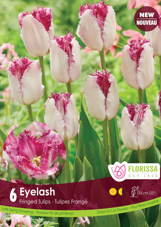 PRE-ORDER Tulip Fringed | Eyelash