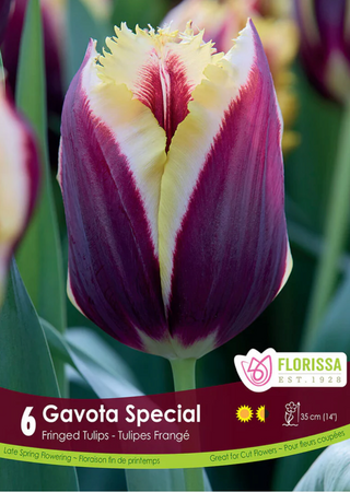 PRE-ORDER Tulip Fringed | Gavota Special NEW