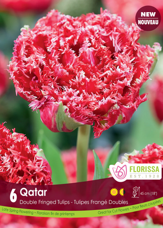 PRE-ORDER Tulip Double Fringed | Qatar