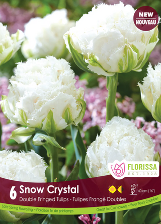 PRE-ORDER Tulip Double Fringed | Snow Crystal