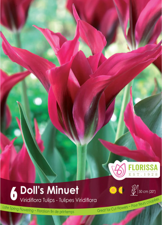 PRE-ORDER Tulip Double Fringed | Doll's Minuet