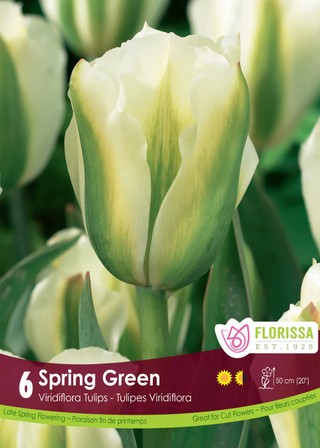 PRE-ORDER Tulip Double Fringed | Spring Green