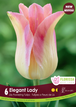 PRE-ORDER Tulip Lily Flowering | Elegant Lady