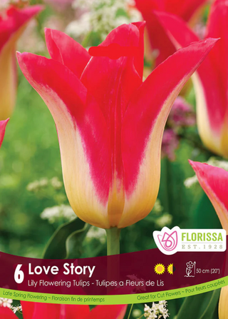 PRE-ORDER Tulip Lily Flowering | Love Story NEW