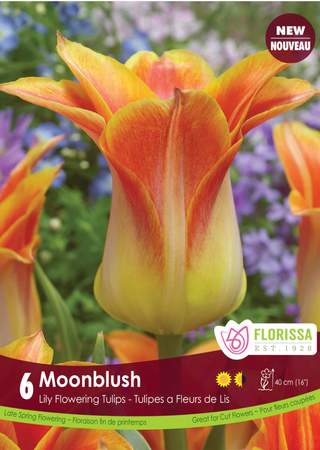 PRE-ORDER Tulip Lily Flowering | Moonblush
