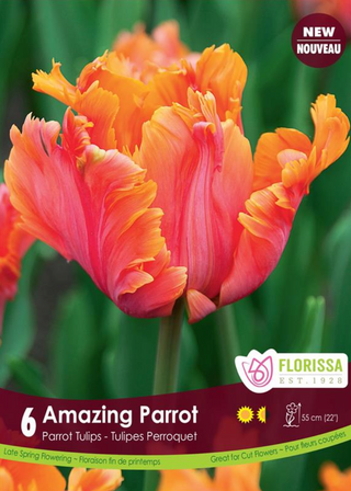 PRE-ORDER Tulip Parrot | Amazing Parrot NEW