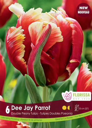 PRE-ORDER Tulip Parrot | Dee Jay Parrot